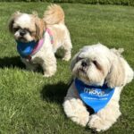 UK - Hugo and Lottie 2